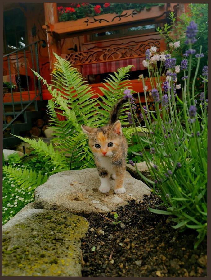 Chalupka U Lisky Elisky Villa Ždiar Dış mekan fotoğraf